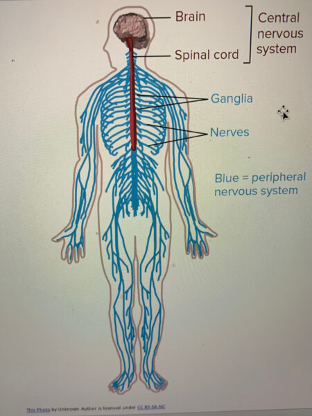 Body Nervous System